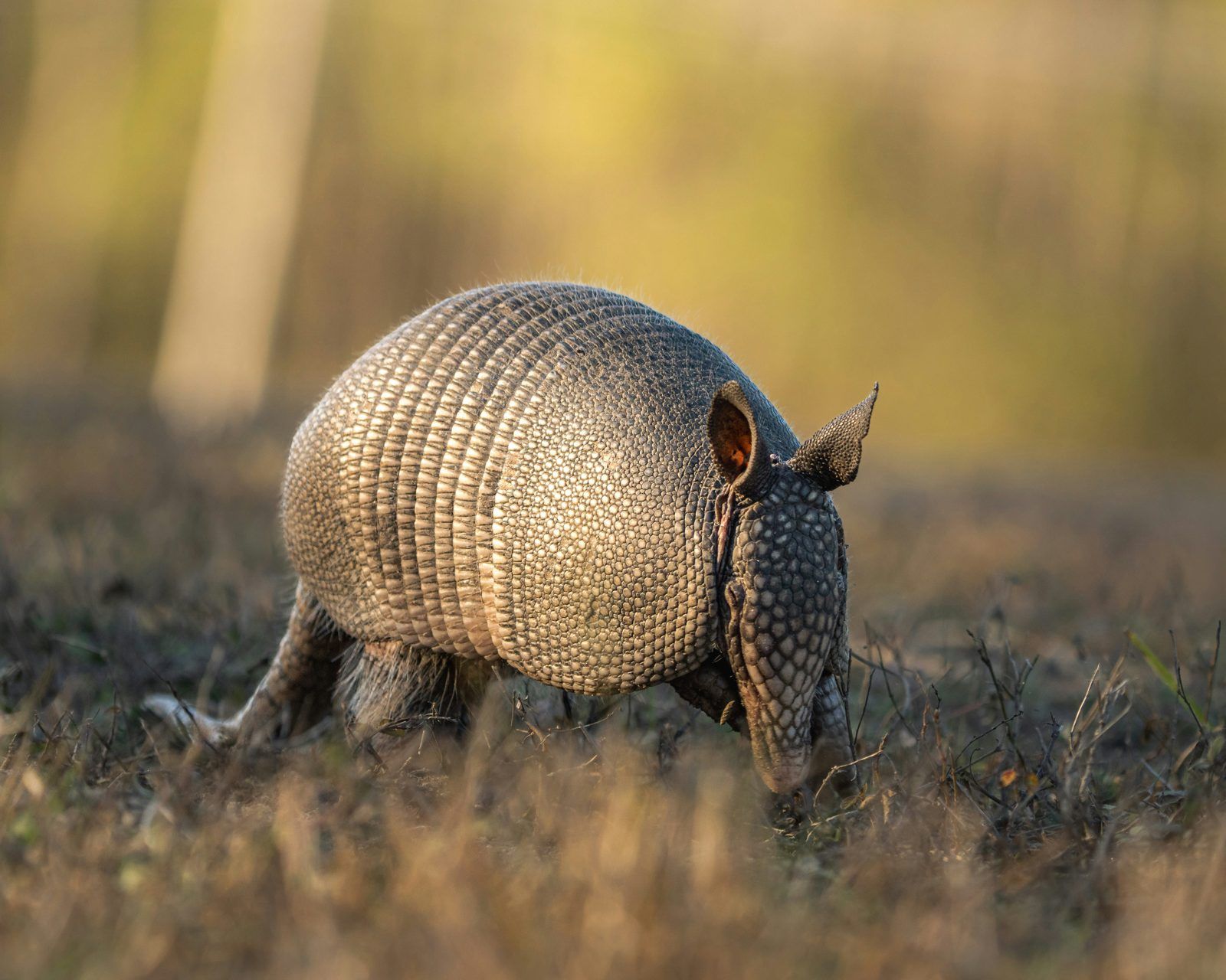 Armadillo rooting in a lawn
