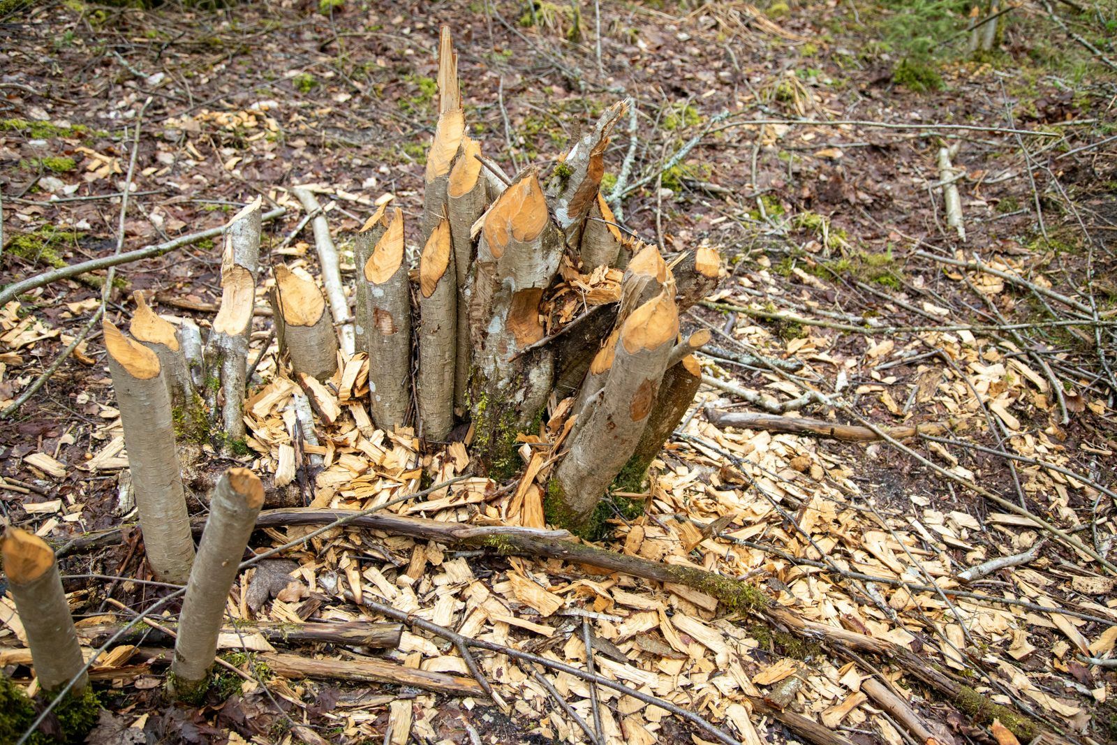 Trees cut down by beavers