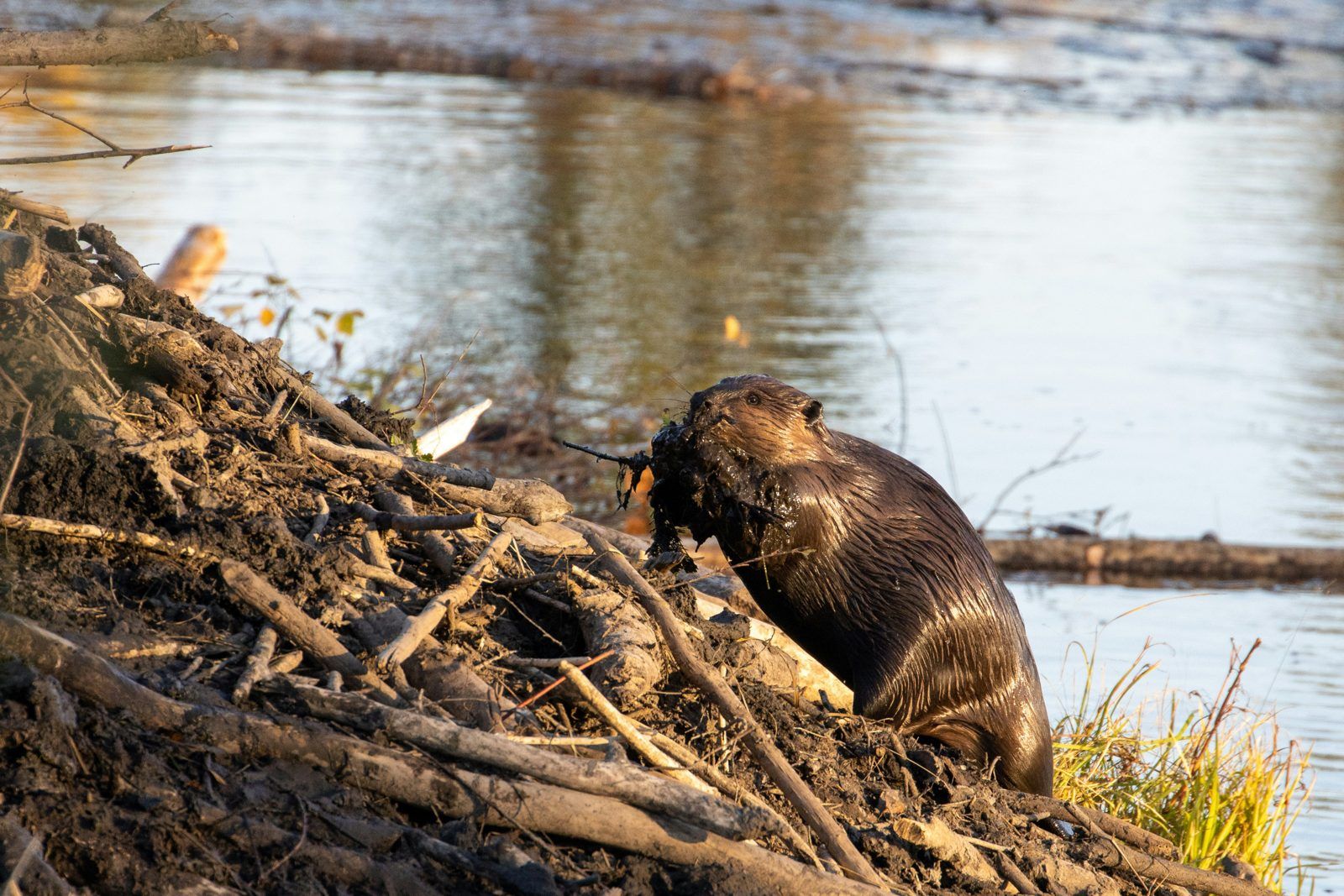 Beaver working on its dam
