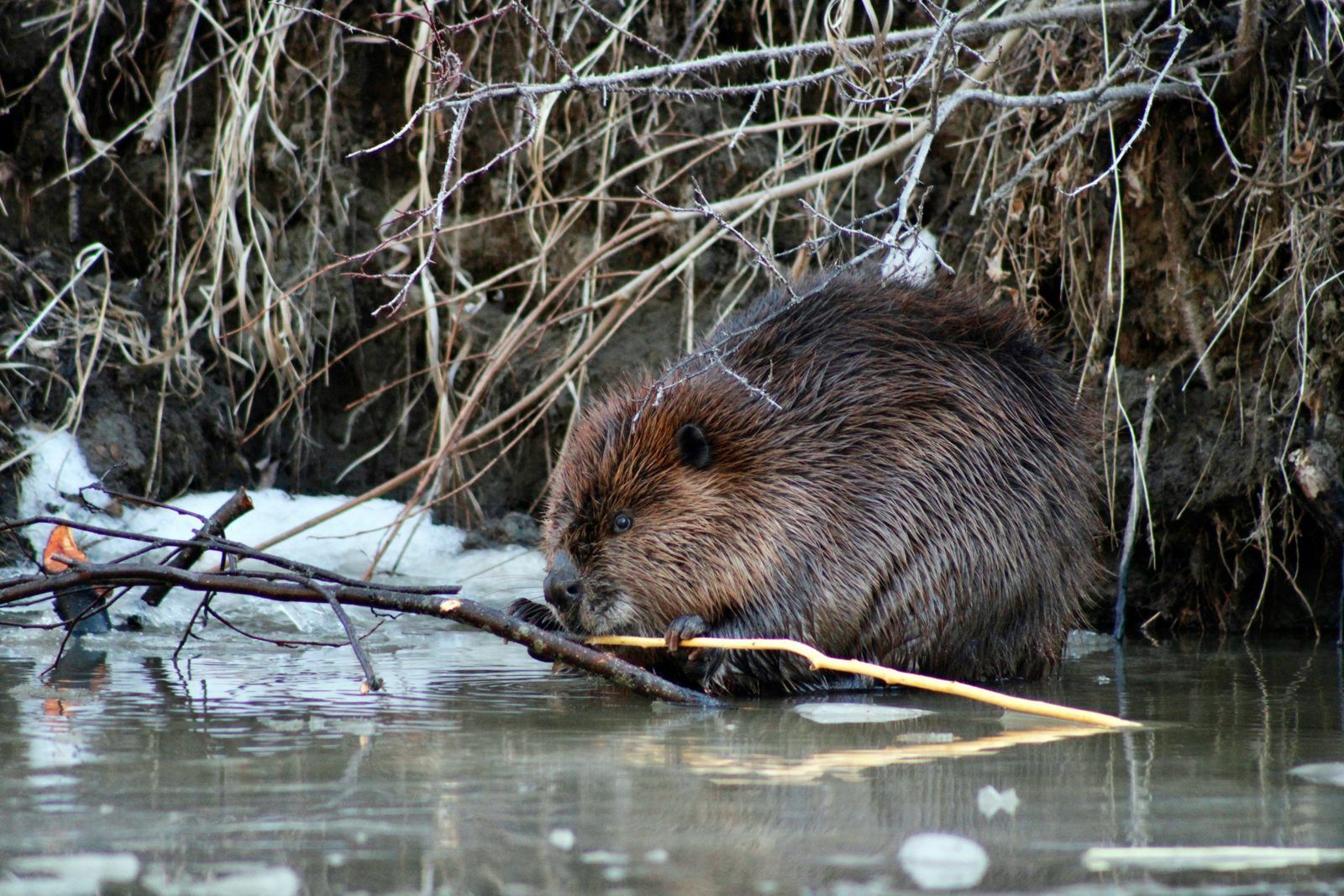 Beaver chewing a branch along a creek bank