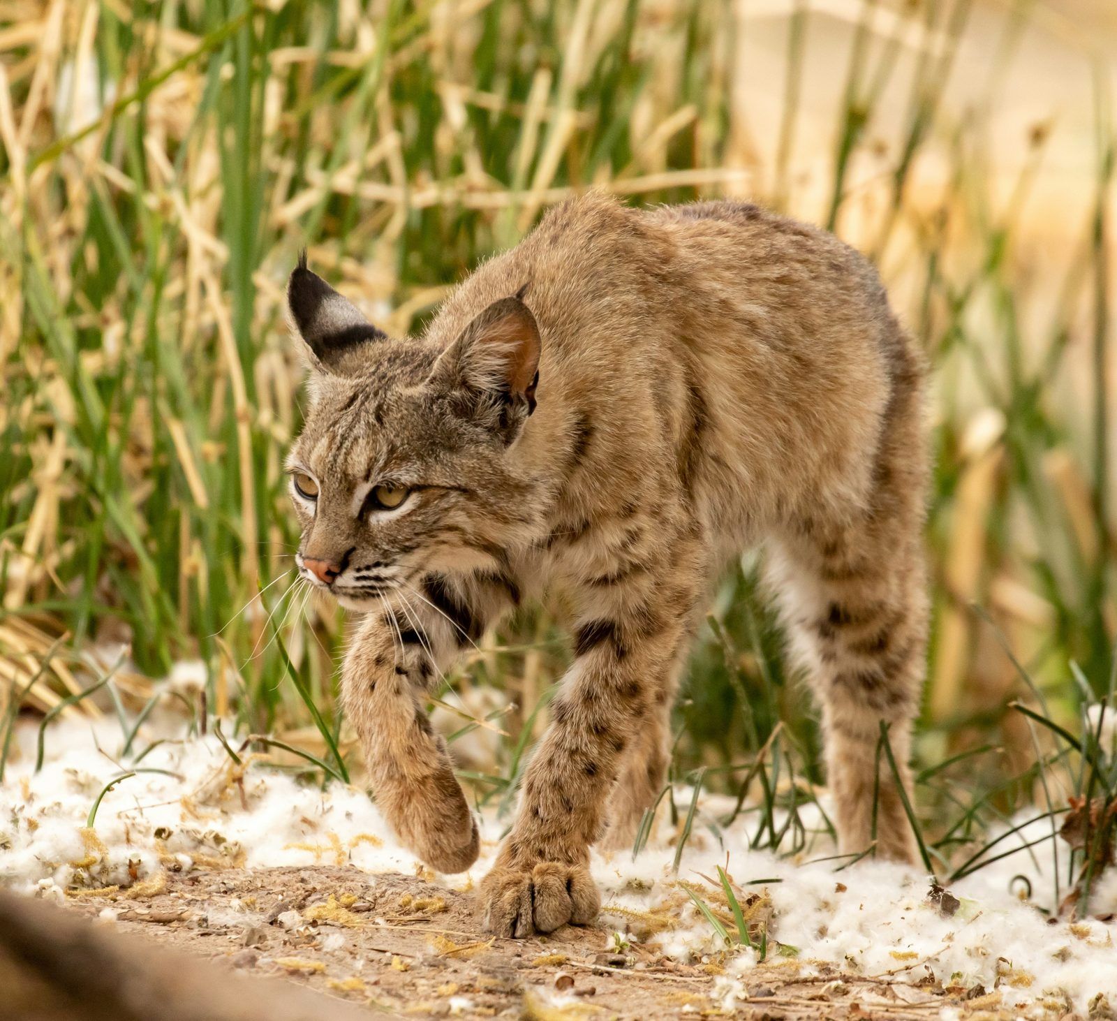Bobcat walking through tall grass