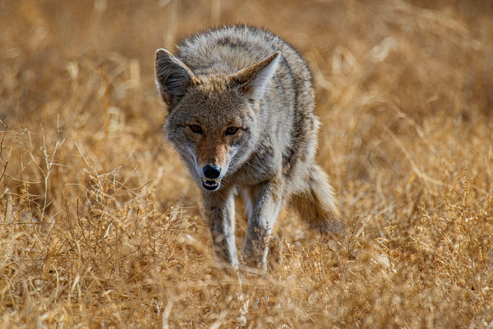Coyote crossing a field