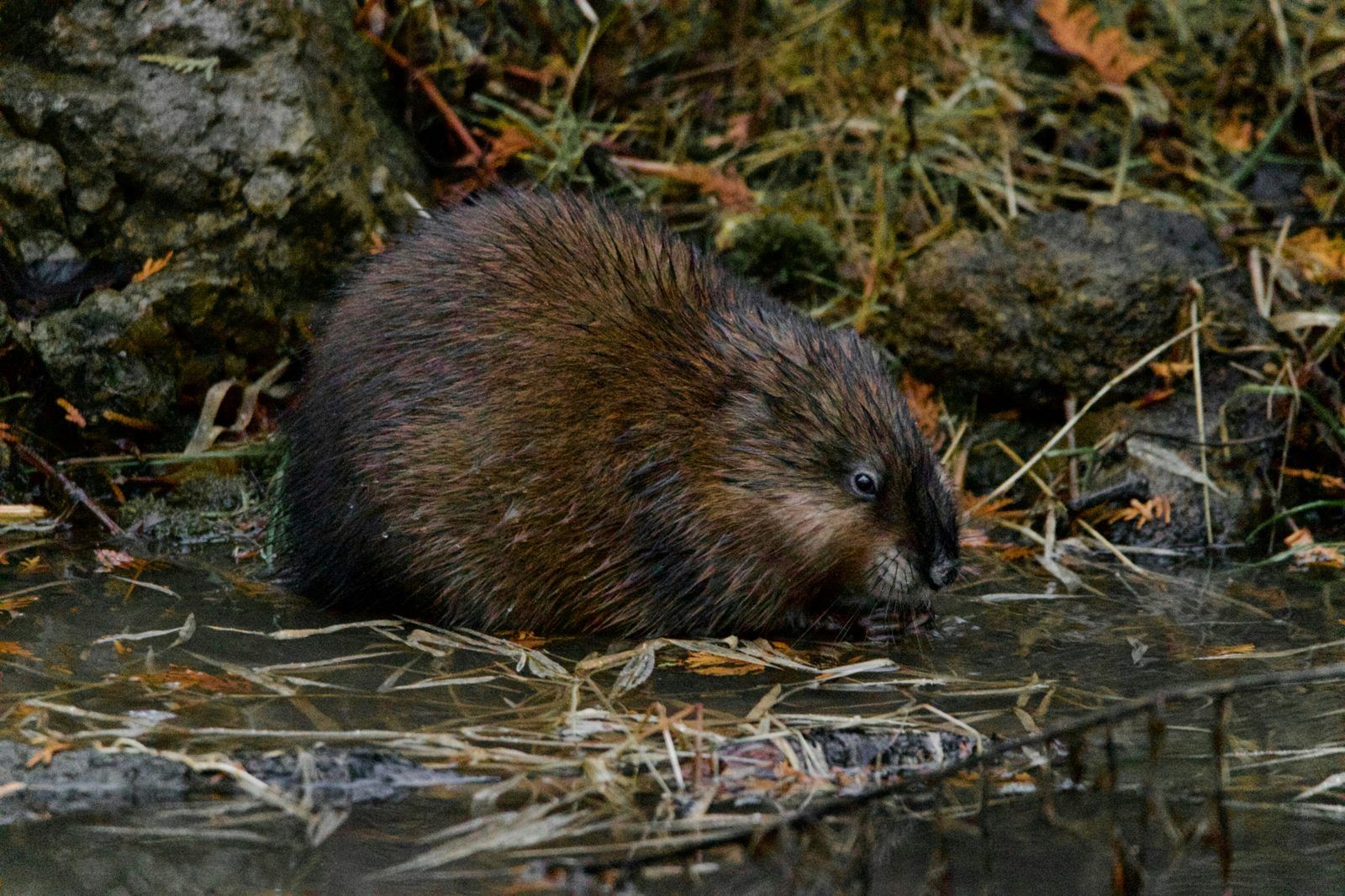 Muskrat at the edge of a pond bank