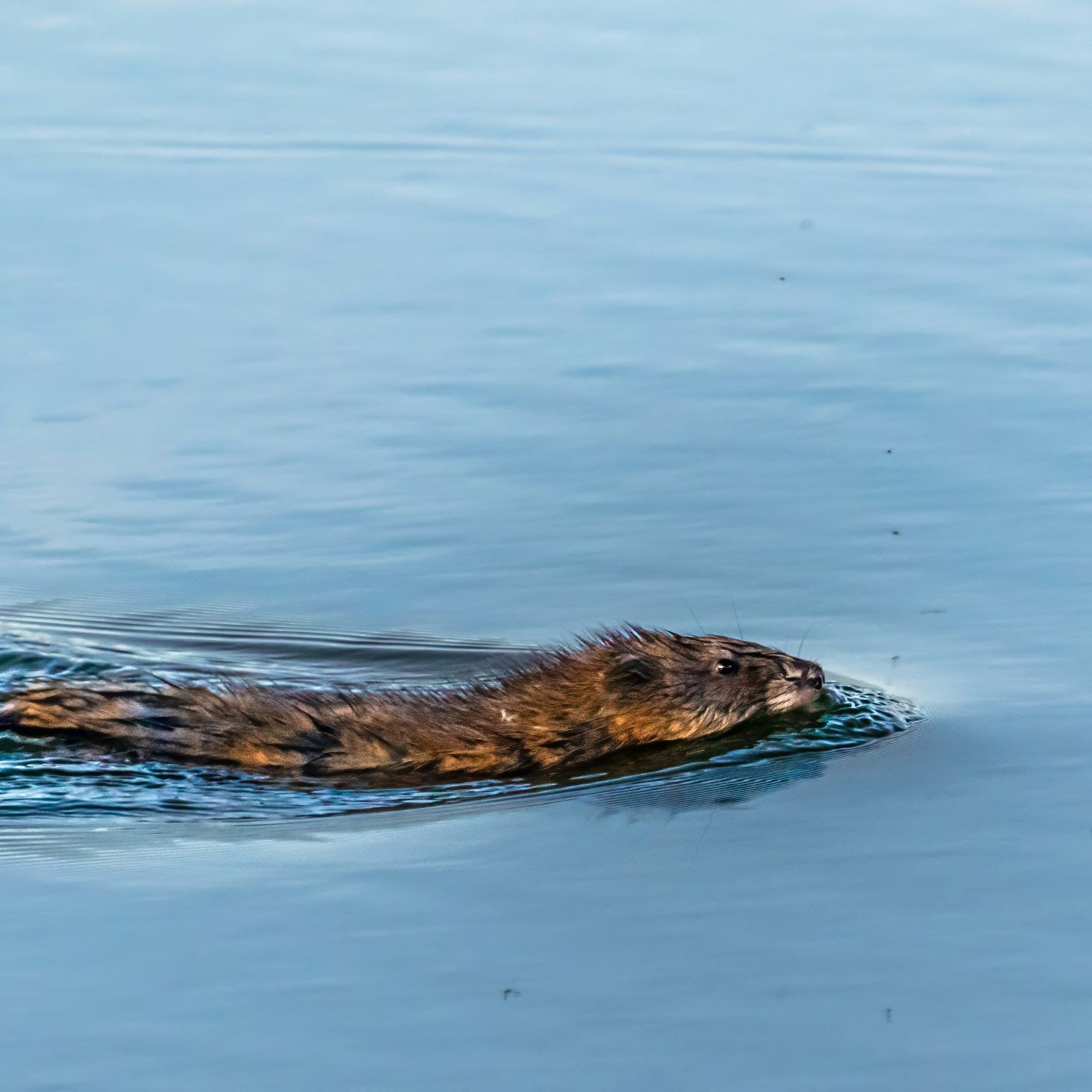 Muskrat swimming across a pond