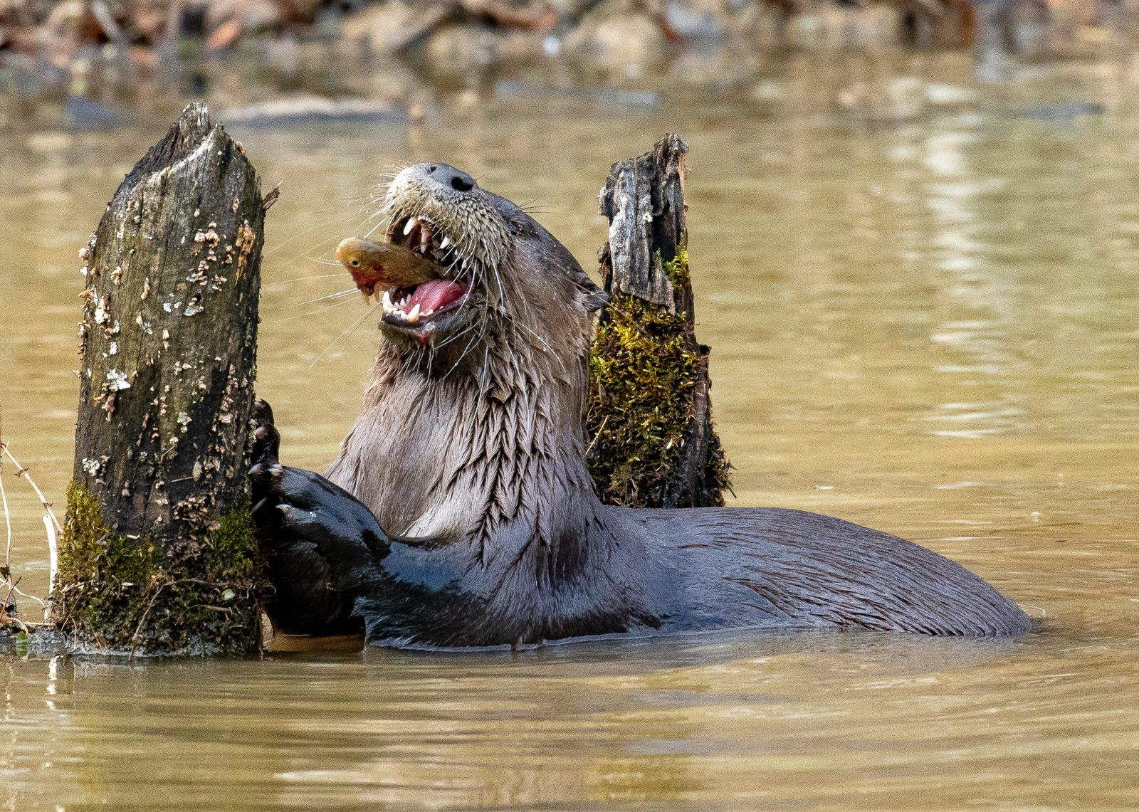 River otter eating a fish
