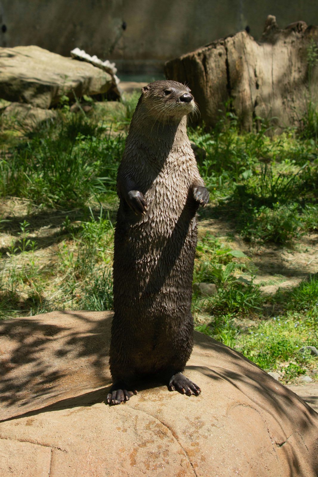 River otter standing upright